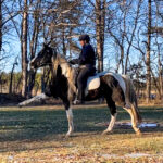 Jennifer Klitzke and Marvel the Naturally Gaited Tennessee Spanish Walking Horse