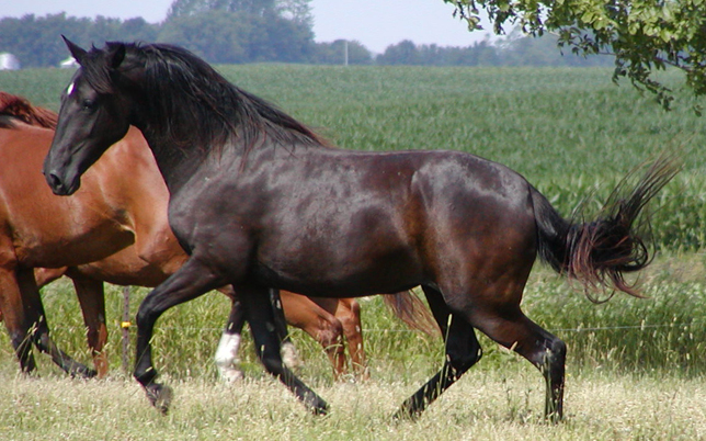 2006 Makana Gift of Freedom