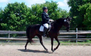 2013 showing dressage with a gaited horse