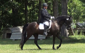 2015 showing dressage with a gaited horse