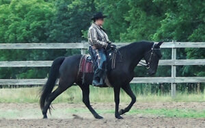 2016 showing western dressage with a gaited horse