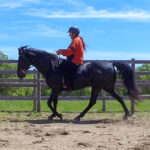 naturally gaited Tennessee walking horse flat walk