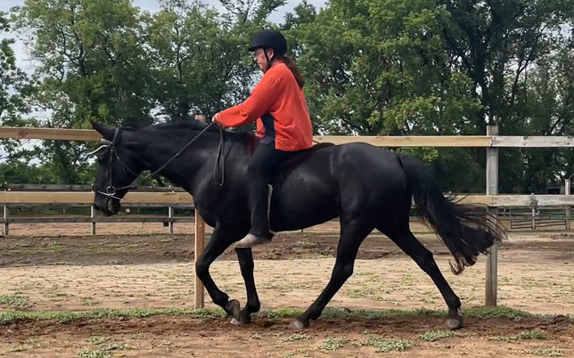 naturally gaited Tennessee walking horse flat walk