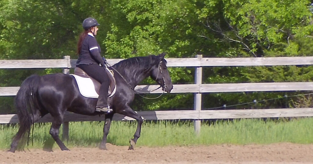 Naturally gaited Tennessee Walking Horse flat foot walk on a loose rein