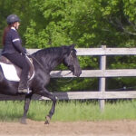 Naturally gaited Tennessee Walking Horse flat foot walk on a loose rein