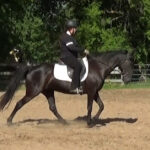 Naturally gaited Tennessee Walking Horse flat walk