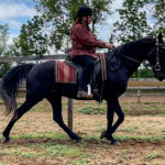 Naturally gaited Tennessee Walking Horse flat walk