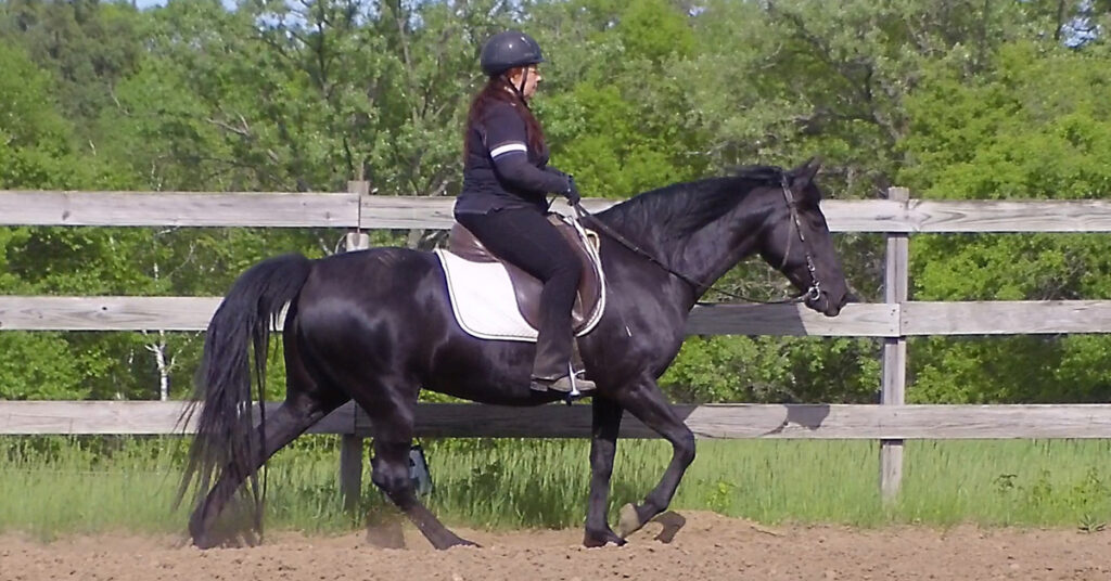 naturally gaited Tennessee walking horse flat walk