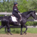 naturally gaited Tennessee walking horse flat walk