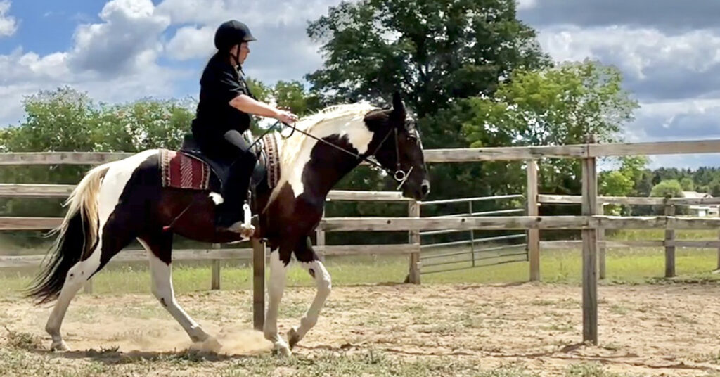 spotted saddle horse smooth gait