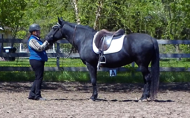 Educating the naturally gaited horse's mouth to the snaffle bit