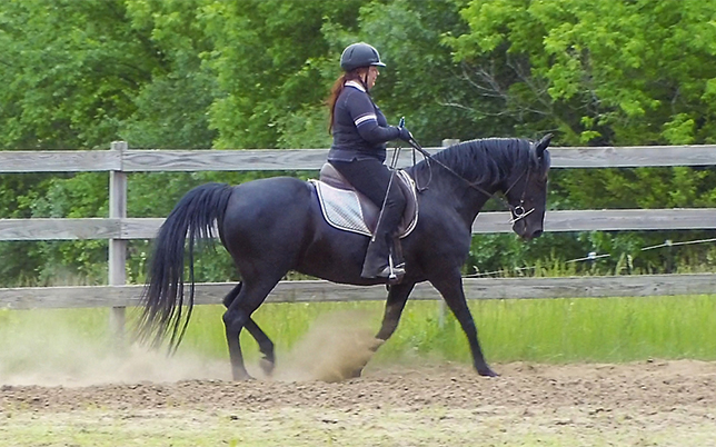 naturally-gaited-TWH-saddle-rack