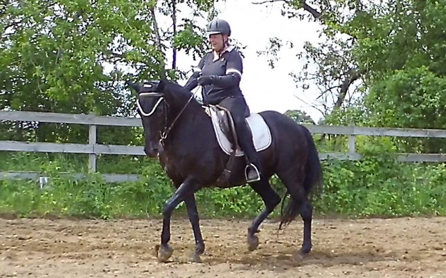 shoulder in helps diagonalize pacey horses