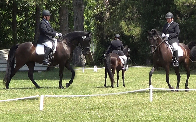 showing-dressage-with-a-gaited-horse