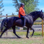 Naturally gaited Tennessee Walking Horse flat walk on a loose rein